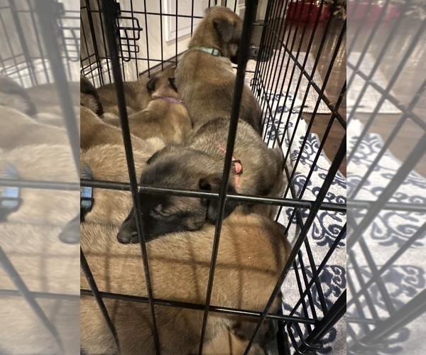 Medium Photo #20 Belgian Malinois Puppy For Sale in ATHENS, AL, USA