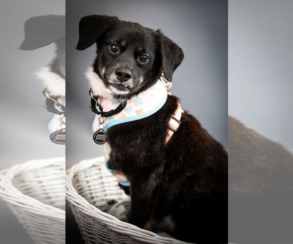 Medium Photo #8 Dachshund-Unknown Mix Puppy For Sale in Princeton, MN, USA