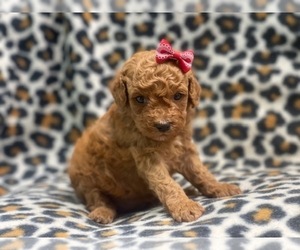 Cavapoo Puppy for sale in LAKELAND, FL, USA