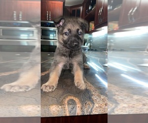 German Shepherd Dog Puppy for sale in HIALEAH, FL, USA