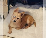 Small #1 Chihuahua
