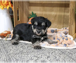 SpongeBob - Male Schnauzer (Miniature) Puppy for Sale - Photo #2
