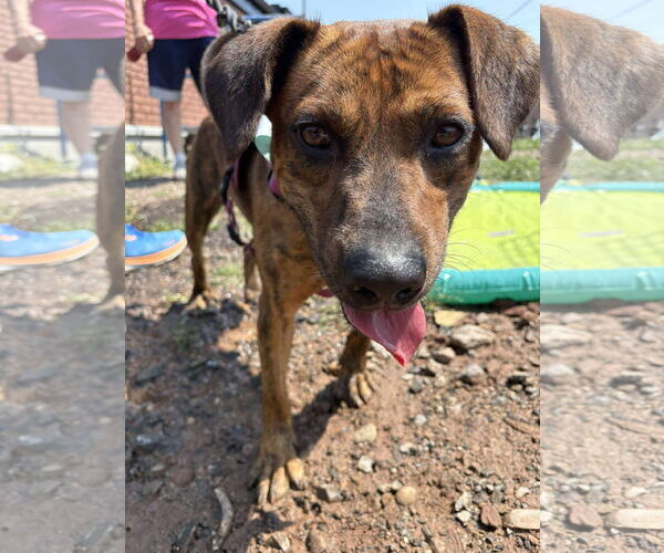 Medium Photo #8 Mountain Cur-Unknown Mix Puppy For Sale in Westwood, NJ, USA