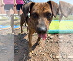 Small #7 Mountain Cur Mix
