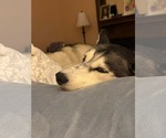 Small #7 Siberian Husky