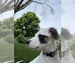Small #3 Collie Mix