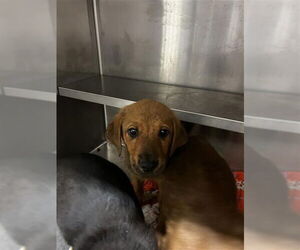 Labrador Retriever-Unknown Mix Dogs for adoption in Waco, TX, USA