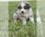 Small Photo #4 Miniature Australian Shepherd Puppy For Sale in WINTER GARDEN, FL, USA