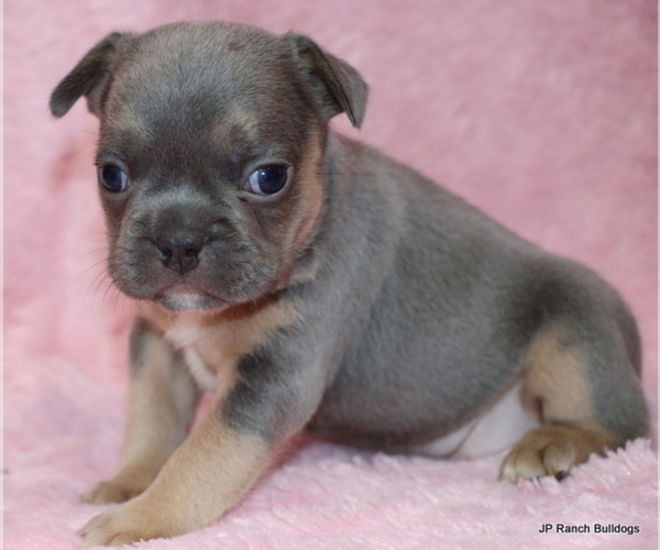 Medium Photo #16 French Bulldog Puppy For Sale in WINNSBORO, TX, USA