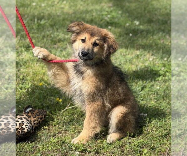 Medium Photo #4 Great Pyrenees Puppy For Sale in Yardley, PA, USA