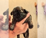Small Photo #5 Shih Tzu Puppy For Sale in FANNING SPGS, FL, USA