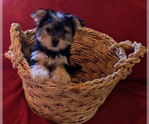 Morkie Puppy for sale in CORNERSVILLE, TN, USA