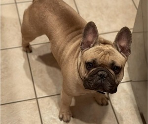 Father of the French Bulldog puppies born on 06/28/2026
