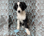 Small Photo #7 Aussiedoodle Puppy For Sale in KATY, TX, USA