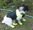 Small #9 Jack Russell Terrier-Poodle (Standard) Mix