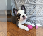 Small #1 French Bulldog