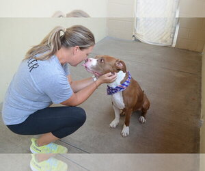 Titan - Male American Pit Bull Terrier-Unknown Mix Dog for Adoption - Photo #3