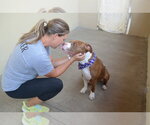 Small Photo #3 American Pit Bull Terrier-Unknown Mix Puppy For Sale in McKinney, TX, USA
