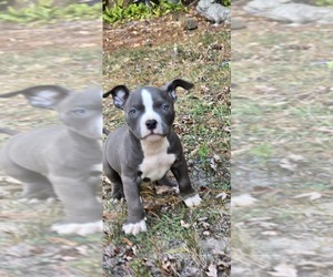 American Bully Puppy for Sale in MAYS LANDING, New Jersey USA