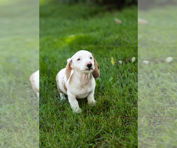 Medium Photo #6 Dachshund Puppy For Sale in BREMEN, IN, USA