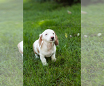 Small Photo #19 Dachshund Puppy For Sale in BREMEN, IN, USA