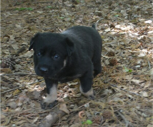 Medium Photo #3 German Shepherd Dog Puppy For Sale in POWDER SPRINGS, GA, USA