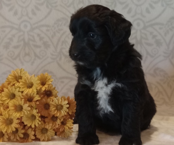Medium Photo #1 Aussiedoodle Toy Puppy For Sale in MILFORD, IN, USA