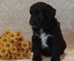 Puppy 1 Aussiedoodle Toy