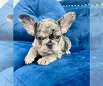 Small Photo #12 French Bulldog Puppy For Sale in CORONA DEL MAR, CA, USA