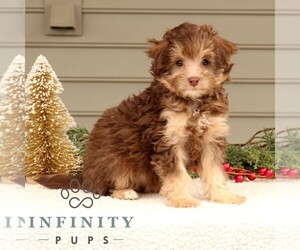 Bernedoodle (Miniature) Puppy for sale in NARVON, PA, USA