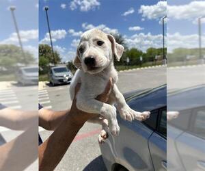 Mutt Dogs for adoption in San Antonio, TX, USA