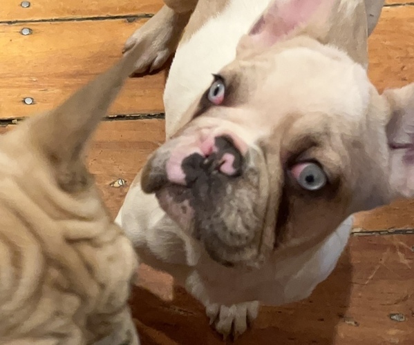Medium Photo #2 French Bulldog Puppy For Sale in NEW BEDFORD, MA, USA