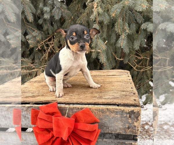 Medium Photo #3 Rat Terrier Puppy For Sale in MIDDLEBURY, IN, USA