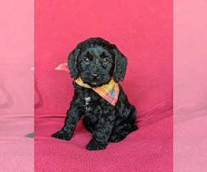 Cock-A-Poo Puppy for sale in NEW HOLLAND, PA, USA