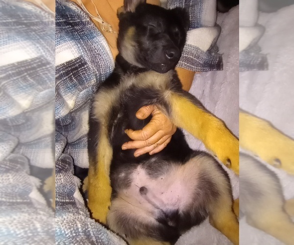 Medium Photo #15 German Shepherd Dog Puppy For Sale in FRANKLIN, GA, USA