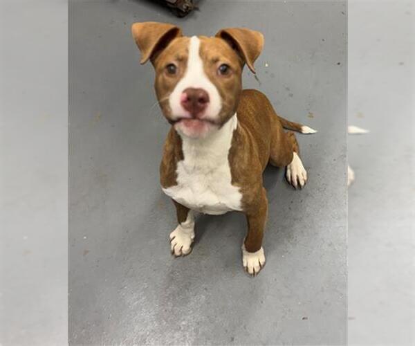 Medium Photo #1 Mutt Puppy For Sale in Peoria, IL, USA