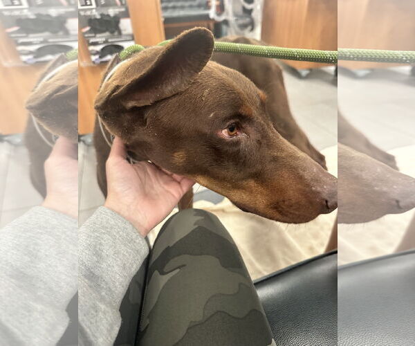 Medium Photo #10 Doberman Pinscher Puppy For Sale in Buffalo, MN, USA