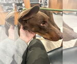 Small #9 Doberman Pinscher