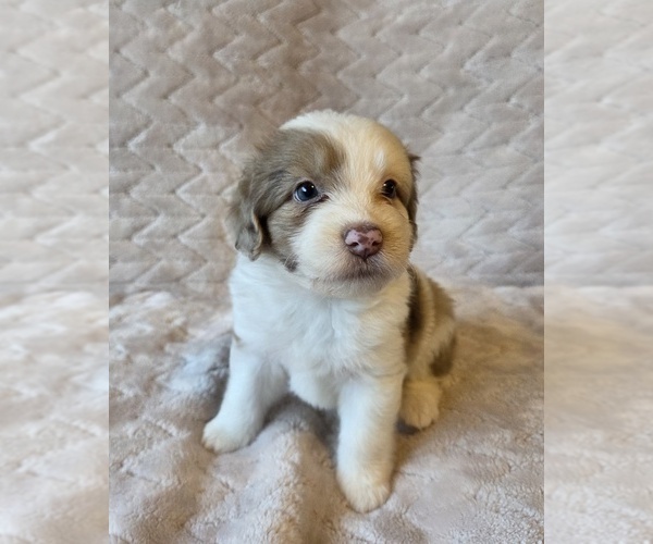 Medium Photo #8 Aussiedoodle Puppy For Sale in WILLS POINT, TX, USA