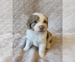 Small #7 Aussiedoodle