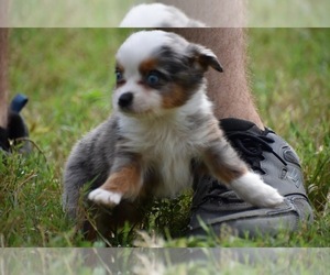 Miniature Australian Shepherd Puppy for sale in PALM COAST, FL, USA