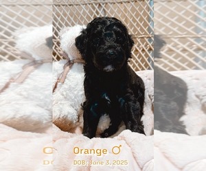 Medium Goldendoodle