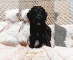 Puppy Orange Goldendoodle