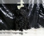 Puppy Coal Poodle (Miniature)