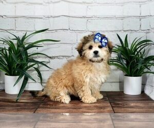 Zuchon Puppy for sale in MARIETTA, GA, USA
