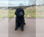 Small #2 Poodle (Standard)