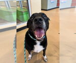 Small Labrador Retriever Mix
