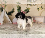 Small Photo #10 Zuchon Puppy For Sale in WARSAW, IN, USA