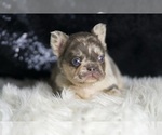 Small #6 French Bulldog