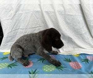 Medium German Shorthaired Pointer